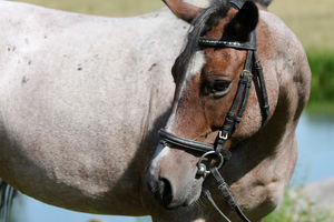 Little Horse Ronja ,,Ronja"  Welsh Pony  ca. 142 cm Stockmaß