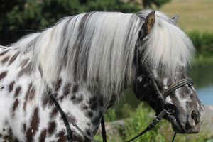 Pünktchen ,, Punkti"  Horse of America  ca. 115 cm Stockmaß