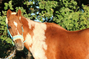 Sony  Deutsches Reitpony  ca.148 Stockmaß