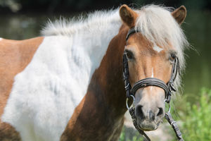 Mike  Shetland Pony  ca. 110 cm Stockmaß
