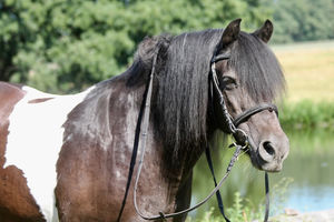 Moritz ,,Mori''  Tinker Mix  ca. 146 cm Stockmaß