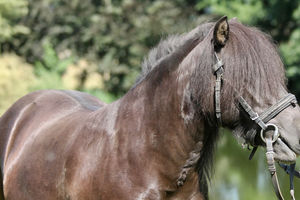 Paloma  Horse of America  ca. 115 cm Stockmaß