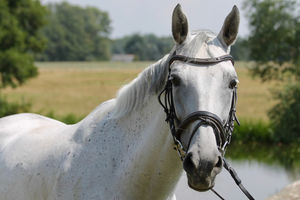 Skyline ,,Sky"  Polnisches Warmblut  ca. 168 cm Stockmaß