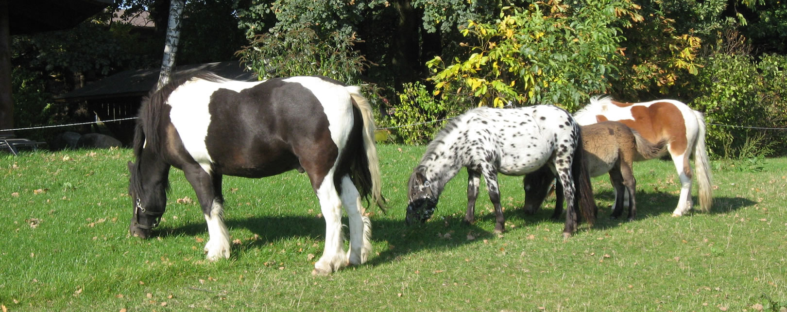 Ferienhaus, Ferienwohnung, Urlaub, Bauernhof, Ferien, Bauernhofurlaub, Gaußig, Bautzen, Bischofswerda